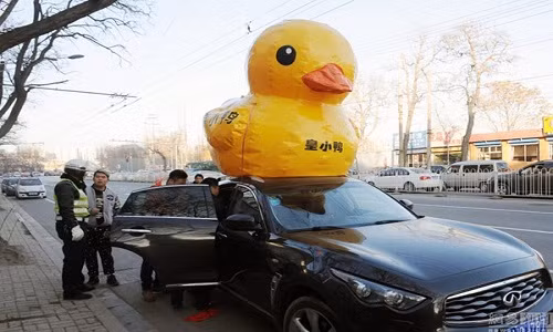 Sau đó, cảnh sát phát hiện bên trong xe có mấy con vịt sống. Khi cảnh sát mở cửa xe, chúng đã chạy nhào ra ngoài đường và trên vỉa hè. Cảnh sát cùng tài xế phải khổ sở mới tóm được những con vịt này bỏ lại vào trong xe.