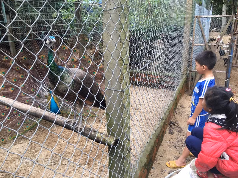 Anh Vũ (29 tuổi, ở huyện miền núi Minh Long, tỉnh Quảng Ngãi) hồ hởi cho biết: "Cách đây không lâu thấy chim công đẹp và nuôi khá dễ nên tôi đã bỏ ra trên 20 triệu đồng để mua 1 cặp chim công lớn. Hiện con mái đã đẻ được 2 trứng rồi".