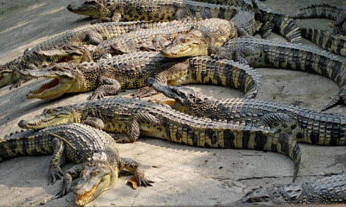 Người nuôi cá sấu ở miền Tây đang lao đao vì giá thấp kỷ lục. Ảnh minh họa.