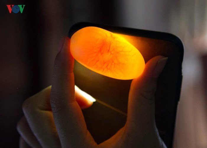 Khi thu mua người dân phải soi kỹ trứng, những quả trứng có "tia" trước ánh đèn mới được thương lái thu nhập.