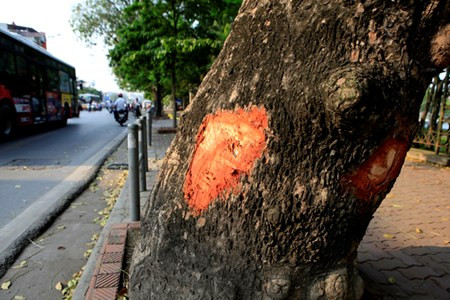 Những gốc cây xà cừ cổ thụ, xù xì bị băm nham nhở, trơ ra phía ngoài mặt đường.