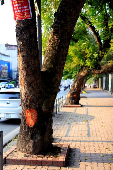 Hàng cây xà cừ dọc vỉa hè của tuyến đường tiếp giáp với công viên Thống Nhất đều bị cạo một phần vỏ cây.