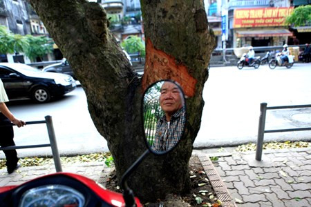 Ông Nguyễn Đăng Bổn, lái xe ôm tại đây cho biết: "Cách đây gần 1 tuần, chỉ sau một đêm, sáng ra họ đã thấy một loạt cây xà cừ bị như vậy.