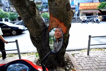 Ông Nguyễn Đăng Bổn, lái xe ôm tại đây cho biết: "Cách đây gần 1 tuần, chỉ sau một đêm, sáng ra họ đã thấy một loạt cây xà cừ bị như vậy.