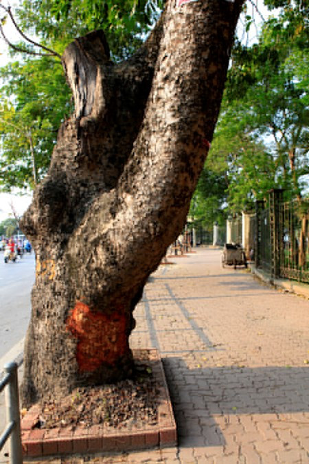 Theo ông Nguyễn Hoàng Nam cho biết thêm: "Tôi không biết họ lấy vỏ cây xà cừ về làm gì, nghe nói vỏ cây xà cừ có công dụng chữa bệnh ngoài da cho trẻ con nhưng cũng không nên làm như vậy".