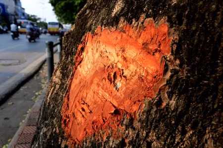 Chỗ bị cạo vỏ giống như một vết thương, khó lành. Thậm chí cây ứa nhựa sau những vết chém lạ.