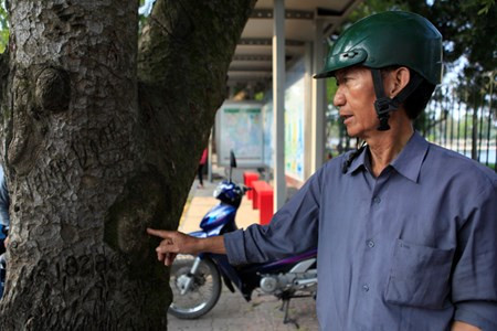 Ông Nguyễn Hoàng Nam (Gia Lâm), lái xe ôm tại khu vực này cho biết: “Cách đây mấy hôm, khoảng 5, 6h sáng, tôi đã thấy một loạt thân cây bị cạo vỏ, khả năng họ lấy về dùng chữa bệnh cho trẻ con. Hiện tượng này cách đây 7- 8 năm cũng đã xảy ra rồi.”