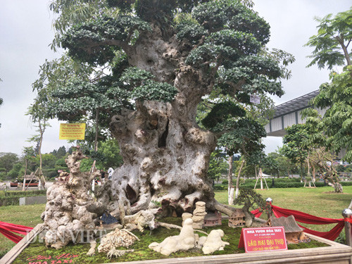 Theo một số dân chơi cây kiểng ở Thủ đô, cây duối này ngoài dáng thế đẹp thì cây còn có hai tay phóng làm kiểu điểm rơi, nhìn như hai lọn tóc của thiếu nữ "hút hồn" người xem. Tuy nhiên, cũng có người cho rằng cây duối này vẫn còn khuyết điểm.