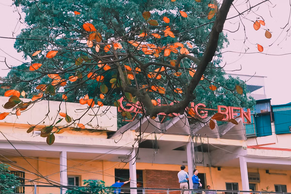 Nhẹ bước thong dong trên những con đường rợp lá vàng, thấy lòng mình nhẹ bẫng. Thế mới thấy hết sự kỳ diệu của thiên nhiên và thêm yêu Hà Nội.