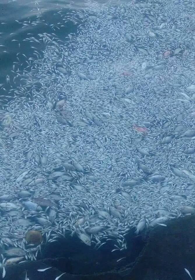 Nhiều dân mạng chia sẻ: "Các nhà chức trách nên vào cuộc để trả lại môi trường trong sạch cho lá phổi xanh của thành phố, chứ tình trạng như này thì khó chịu lắm. Lại còn khu phố đi bộ Trịnh Công Sơn là khu vực nhiều người dân đến vui chơi mà chịu mùi tanh của cá chết thì ai dám tới nữa".