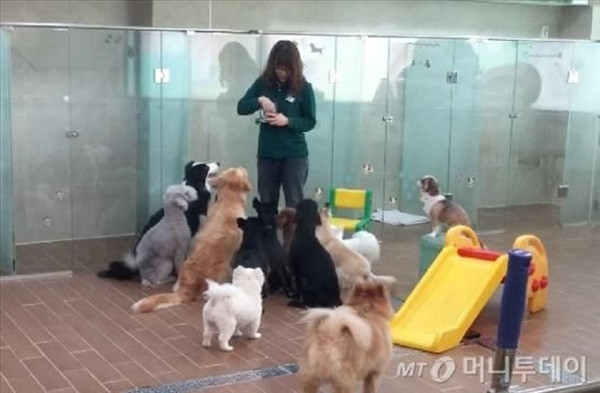 Mới đây trên MXH, các cư dân mạng Hàn Quốc đã đăng tải những bức ảnh trong một trường mẫu giáo cho thú cưng để dạy dỗ và chăm sóc chúng.