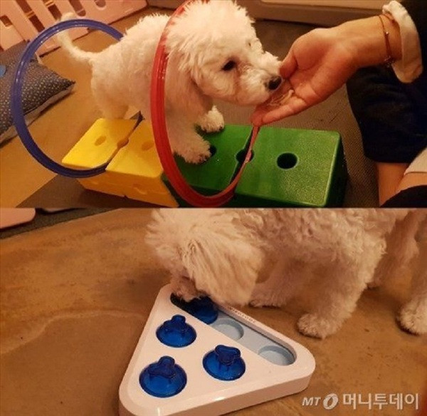 Những buổi học của thú cưng được lên giáo án kĩ càng với các chương trình và hoạt động thực tế giúp các 'boss' vui vẻ và thoải mái nhất.