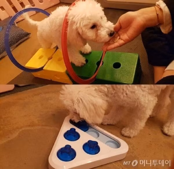 Những buổi học của thú cưng được lên giáo án kĩ càng với các chương trình và hoạt động thực tế giúp các 'boss' vui vẻ và thoải mái nhất.