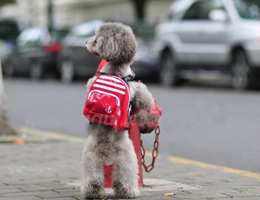 Mỗi ngày, đúng 9 giờ 30 phút buổi sáng, xe bus của trường sẽ đến đón các "học sinh" của mình tại nhà. Các em cún được chủ dặn dò phải ngoan và nghe lời thầy cô, nhiệm vụ của các "boss" là đến trường học tập chăm chỉ.