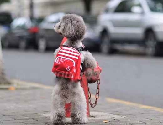 Mỗi ngày, đúng 9 giờ 30 phút buổi sáng, xe bus của trường sẽ đến đón các "học sinh" của mình tại nhà. Các em cún được chủ dặn dò phải ngoan và nghe lời thầy cô, nhiệm vụ của các "boss" là đến trường học tập chăm chỉ.
