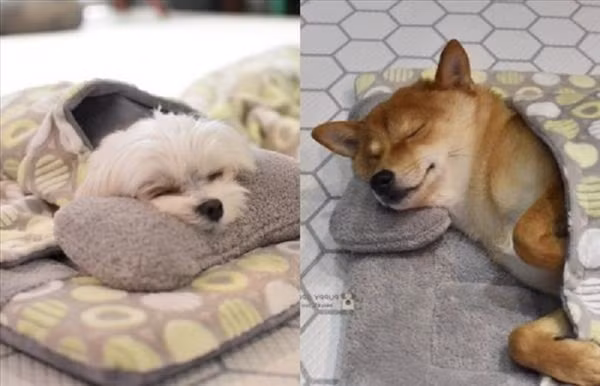 Sau khi ngủ dậy, các bé sẽ bước vào tiết 3 là lớp cảm thụ âm nhạc giúp tăng cường khả năng cảm âm. Mỗi ngày, các thầy cô giáo sẽ kiểm tra bài cũ và thưởng cho các học sinh hoàn thành tốt bài học, yêu cầu của lớp bằng thức ăn ngon.