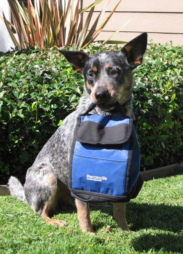 Ngày học tập sẽ kết thúc vào 5 giờ chiều, trước khi trở về nhà, các em cún sẽ được chải lông sạch sẽ.