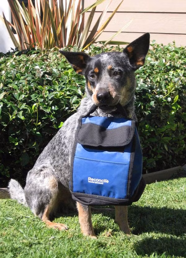 Ngày học tập sẽ kết thúc vào 5 giờ chiều, trước khi trở về nhà, các em cún sẽ được chải lông sạch sẽ.