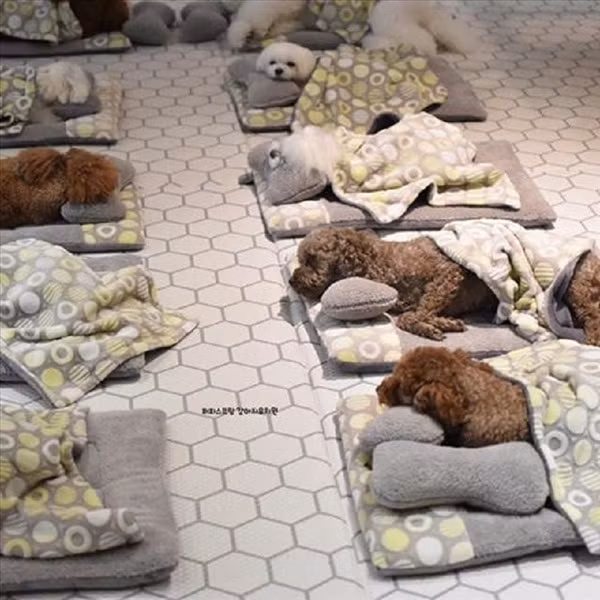 Sau một buổi học vui vẻ, các bé sẽ được nghỉ giải lao buổi trưa lúc 1 giờ. Nhạc được bật lên du dương và các boss sẽ chìm vào giấc ngủ. Mỗi bạn được thầy cô phân các đồ dùng riêng như chăn, đệm, gối để có thể nghỉ ngơi, thư giãn.