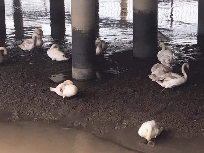 Bên cạnh đó cũng có một số ý kiến cho rằng, ngoài việc xả rác thiếu ý thức của người dân thì thời tiết nắng nóng, tình trạng nước sông không sạch cũng là nguyên nhân khiến đàn thiên nga tại sông Tam Bạc bị ảnh hưởng sức khỏe.