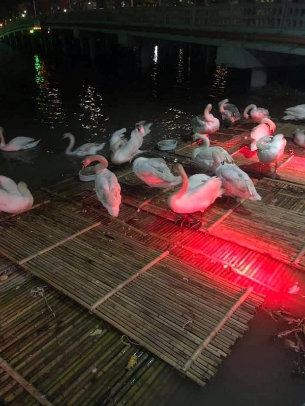 Sau khi bức ảnh thiên nga chết ở sông Tam Bạc được đăng tải đã nhận được nhiều sự quan tâm với hơn 11.000 lượt bày tỏ cảm xúc và hàng nghìn bình luận.