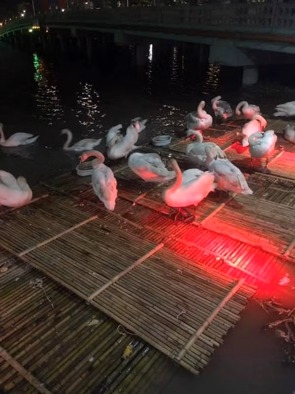 Sau khi bức ảnh thiên nga chết ở sông Tam Bạc được đăng tải đã nhận được nhiều sự quan tâm với hơn 11.000 lượt bày tỏ cảm xúc và hàng nghìn bình luận.