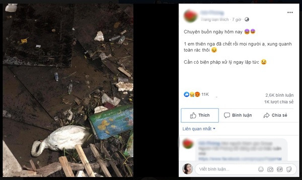 CDM xon xao truoc nguy co dan thien nga chet cung rac tren song Tam Bac