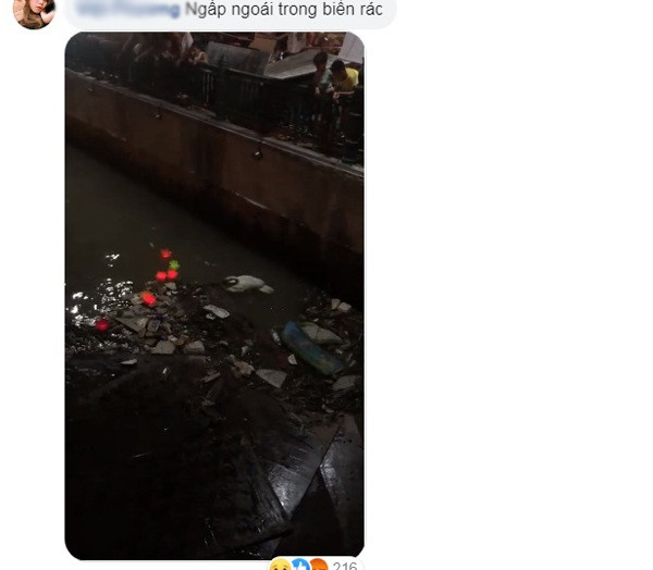 Bên cạnh đó, nhiều dân mạng cũng lên tiếng cho rằng, ngoài việc dòng sông Tam Bạc bị ô nhiễm thì một phần khiến thiên nga chết là do một bộ phận du khách đã cho chúng ăn những thứ độc hại.