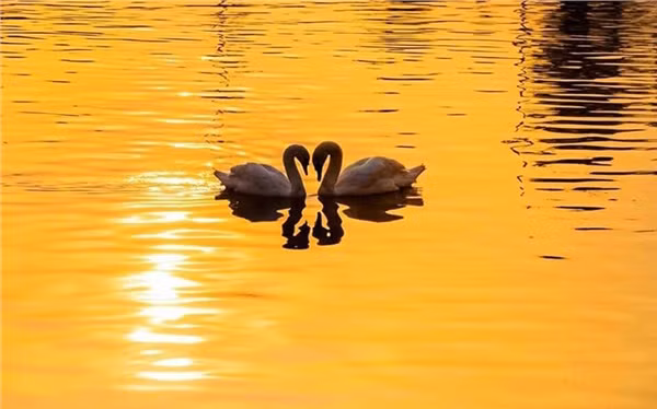 Còn ý kiến dân mạng khác thì cho rằng: "Ngoài việc nước ô nhiễm thì việc người dân ngắm thiên nga rồi cho chúng ăn các loại như bắp rang bơ hay đại loại những vật cứng khiến chúng không thể tồn tại được. Đáng lo thực sự cho số phận của những con còn lại".