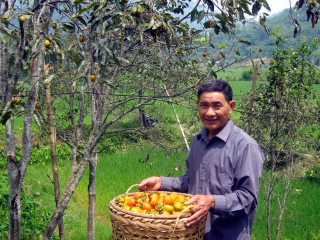 Hong khong hat, dac san Bac Kan tren 100 nam tuoi-Hinh-2