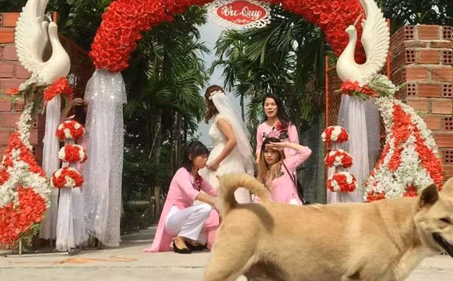 Thậm chí nhiều chú chó còn ngang nhiên đứng ra ngăn cản, tìm mọi cách để cô dâu không thể bước ra làm lễ cưới.