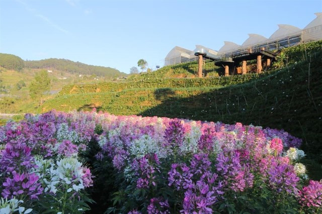 F Cánh đồng hoa gồm có 2 không gian chính là khu cà phê tự phục vụ (take away), khu này các bạn có thể chụp hình thoải mái hoàn toàn miễn phí.