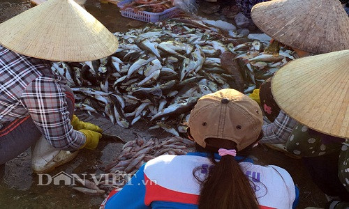 Ca noc cuc doc duoc so che cong khai tai cang cua bien-Hinh-2