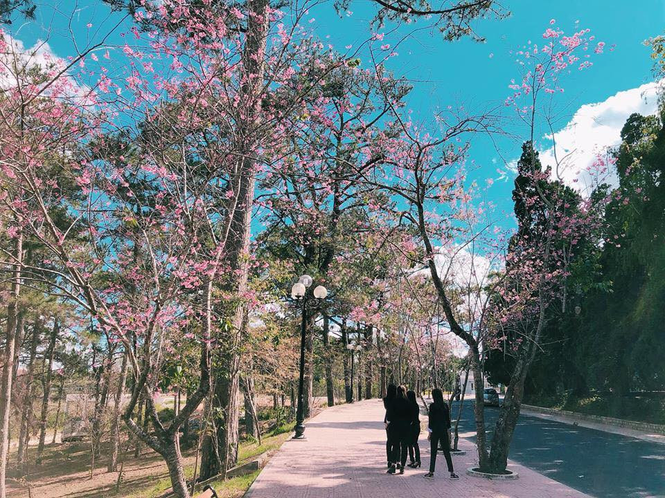 Me dam goc song ao chim trong mua mai anh dao o Dai hoc Da Lat