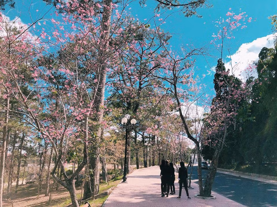 Trong mắt nhiều sinh viên, Đại học Đà Lạt chính là ngôi trường đẹp nhất Đông Nam Á ở Việt Nam. Ngôi trường này sở hữu diện tích khá rộng và những dãy nhà chức năng mang kiến trúc riêng.