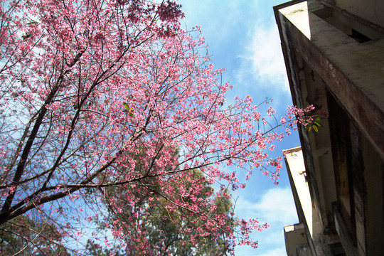 Trường Đại học Đà Lạt sở hữu công viên rộng, nở bạt ngàn hoa mai anh đào.