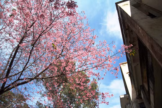 Trường Đại học Đà Lạt sở hữu công viên rộng, nở bạt ngàn hoa mai anh đào.