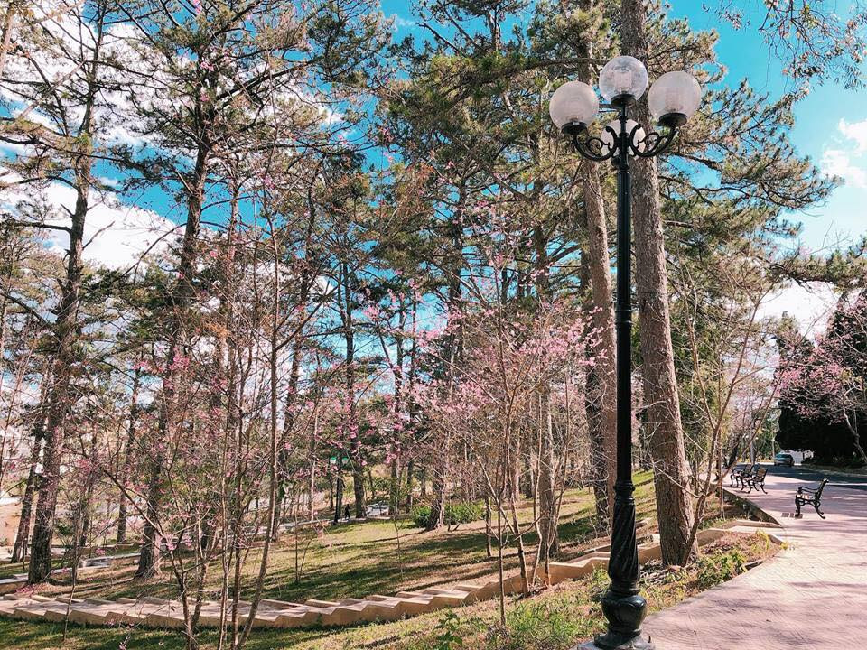 Mới đây trên MXH, chàng sinh viên khoa Quản trị kinh doanh của Đại học Đà Lạt là Huỳnh Hữu Trường thực hiện bộ ảnh khoe những góc chụp cực đẹp trong khuôn viên ngôi trường của mình khiến CĐM chú ý.