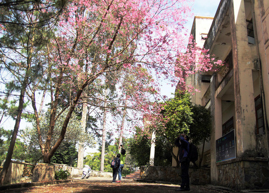 Với người Đà Lạt, mai anh đào là mùa hoa đẹp nhất của thành phố. Còn có ai sướng như sinh viên ĐH Đà Lạt, năm nào cũng được hưởng trọn ẹn mùa hoa rực rỡ này.