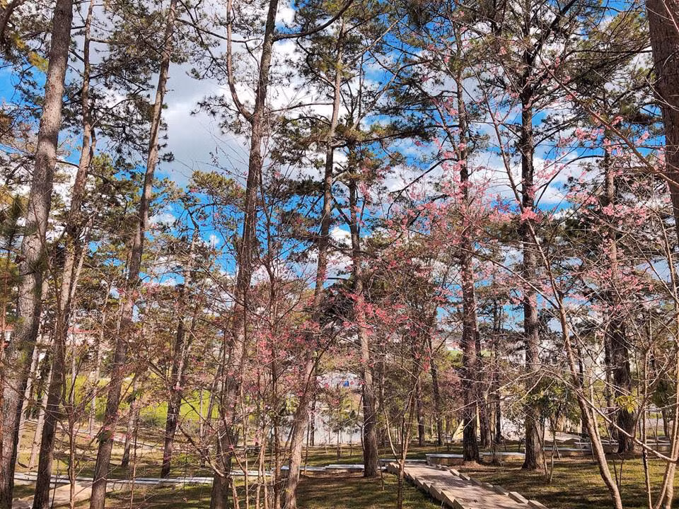 Nhưng khi mùa hoa mai anh đào vừa đến, trường Đại học Đà Lạt liền khoác lên mình tấm áo khác lạ với sắc hồng của các cánh hoa khiến từng lứa học sinh cứ ngỡ mình lạc vào công viên.