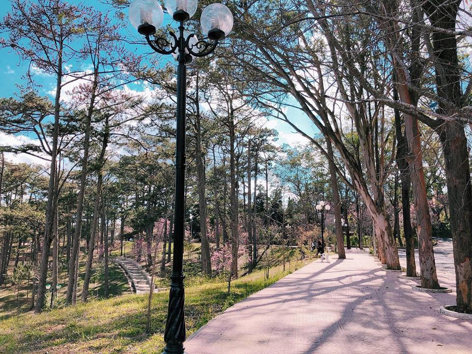 Hình ảnh quen thuộc trong khuôn viên Đại học Đà Lạt là những tán thông xanh cao vút, những con dốc thoai thoải, đường đi quanh co uốn lượn, bậc thang rêu phong…