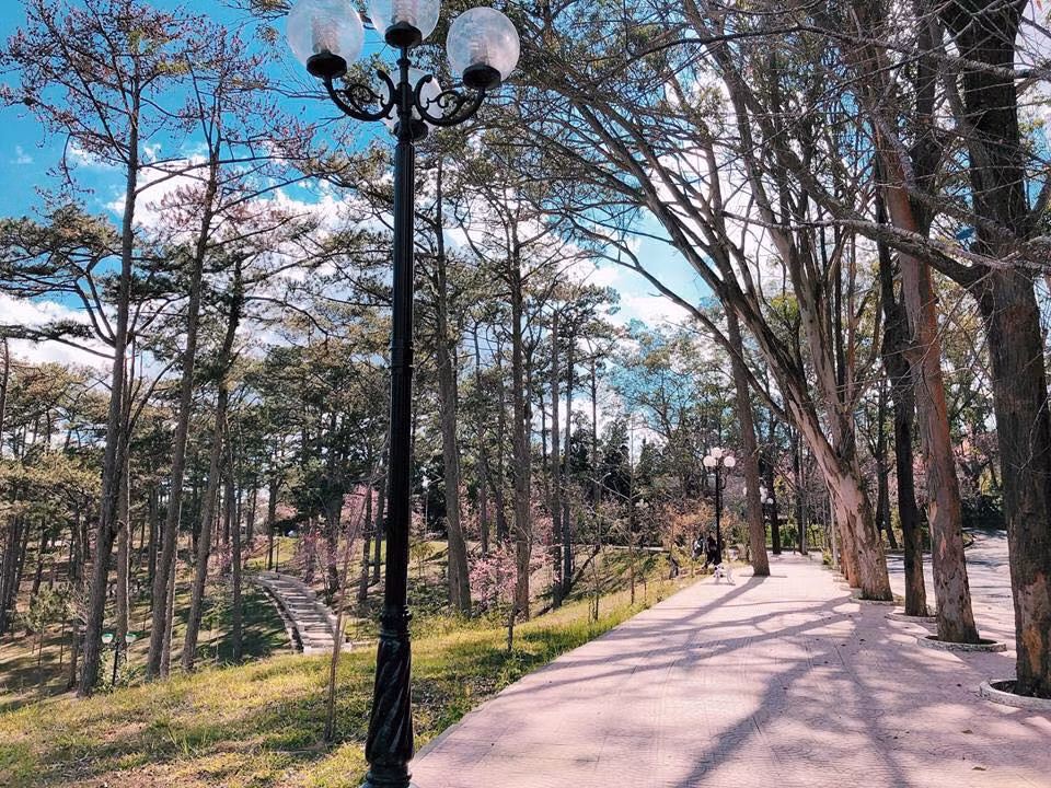 Hình ảnh quen thuộc trong khuôn viên Đại học Đà Lạt là những tán thông xanh cao vút, những con dốc thoai thoải, đường đi quanh co uốn lượn, bậc thang rêu phong…