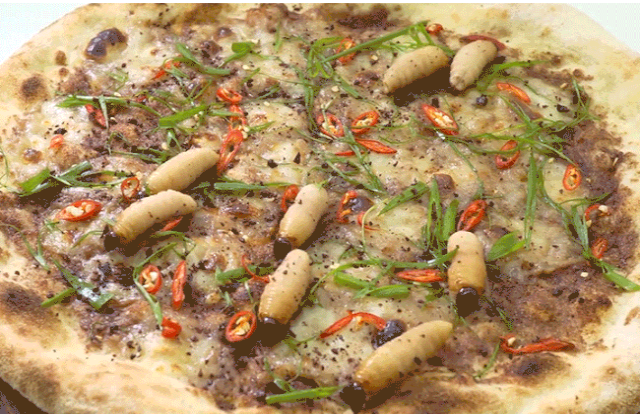 Như đã biết, đuông dừa là đặc sản và gần đây được ưa chuộng ở các thành phố lớn. Trước đây nông dân thường bắt chúng cho gà ăn. Nhiều người sau đó ăn thử ấu trùng và thấy khá ngon.