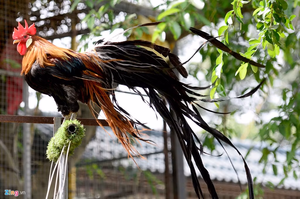 Gà Onagadori độc đáo ở phần lông phụng, lông măng cũng như lông mã phát triển suốt đời. Đây cũng là bộ phận mang lại vẻ đẹp cuốn hút và giá trị của giống gà này.