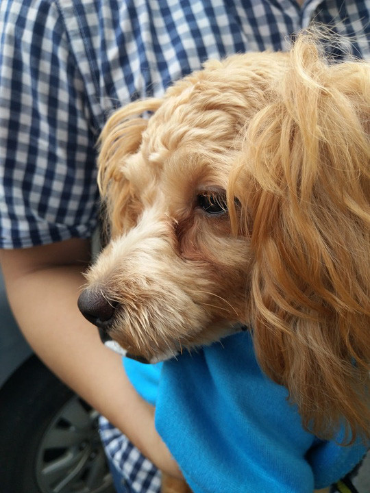 Gia đình chị Trần Thị Thu Hồng (47 tuổi) cư dân sinh sống trên tầng 16 của tòa chung cư Carina Plaza cho biết khi vụ cháy chung cư Carina xảy ra, chú chó tên Kem, thuộc giống Poodle, thú nuôi trong gia đình sủa ầm ĩ liên tục, trèo cả lên giường cào cấu, đánh thức chủ như muốn ra hiệu điều gì. Lúc đó gia đình mới phát hiện có sự cố.