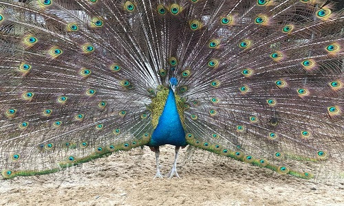 Giá bán đối với chim con từ 2-3 tháng tuổi, đạt trọng lượng khoảng 0,5kg/con vào khoảng 4 triệu đồng/cặp và từ 12-15 triệu đồng/cặp chim công trưởng thành. Cá biệt có nhiều cặp chim công chơi tết đẹp từ 4-6 năm tuổi đã được chị Năm bán với giá từ 20-32 triệu đồng/cặp.