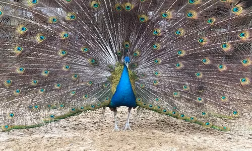 Giá bán đối với chim con từ 2-3 tháng tuổi, đạt trọng lượng khoảng 0,5kg/con vào khoảng 4 triệu đồng/cặp và từ 12-15 triệu đồng/cặp chim công trưởng thành. Cá biệt có nhiều cặp chim công chơi tết đẹp từ 4-6 năm tuổi đã được chị Năm bán với giá từ 20-32 triệu đồng/cặp.