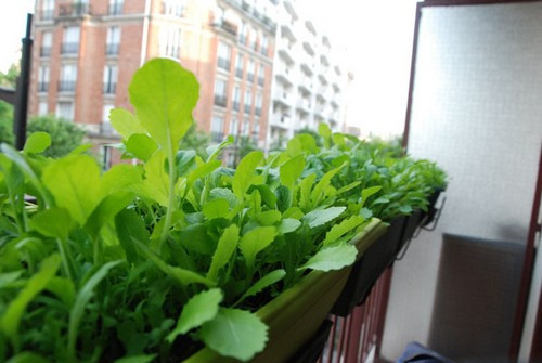 Với riêng bản thân chị, "khu vườn trên mây" với các loại rau Việt giúp chị vơi bớt nỗi nhớ về quê hương.