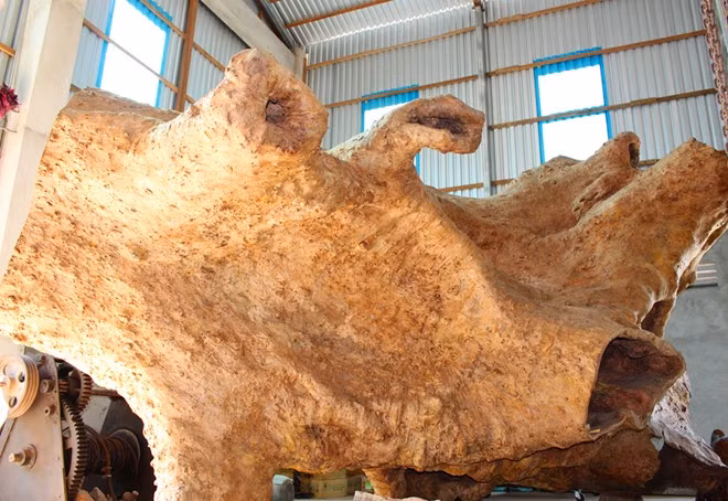 "Thấy gốc cây có hình dáng lạ, tôi muốn tạo ra một tác phẩm độc đáo để mọi người chiêm ngưỡng, nên giá cao đến đâu cũng không bán", ông Kiên khẳng định. Hiện chi phí ông đổ vào gốc cổ thụ này đã lên đến 1,5 tỷ đồng.