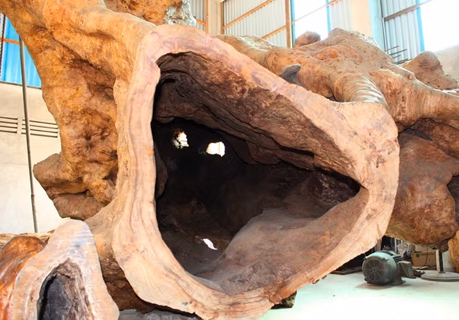 Giới sành cây cảnh cổ cho biết, gốc cây ông Kiên mua được là một trong 2 cây cổ thụ tại ngôi đình ở ấp Phụng Từ 1. Quá trình bơm cát thi công một công trình ở đây đã ảnh hưởng đến bộ rễ, khiến cây chết.